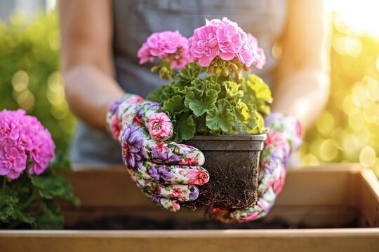 Close up of person wearing floral gardening gloves holding small pot with pink geranium flowers above wooden planter box in sunny garden. High quality photo