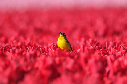 Western yellow wagtail bird sitting on a tulip in a blooming field. Aerial spring landscape with flowers and wildlife. Agricultural nature and floral blossom.