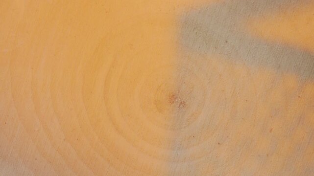 Macro video of wood grain and tree rings with shifting light