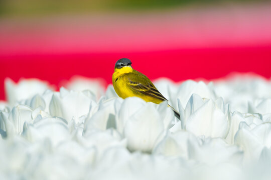 Western yellow wagtail bird sitting on a tulip in a blooming field. Aerial spring landscape with flowers and wildlife. Agricultural nature and floral blossom.