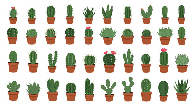 Large collection of forty-eight different types of cacti and succulent plants in small brown pots, arranged in a grid on a clean white background.