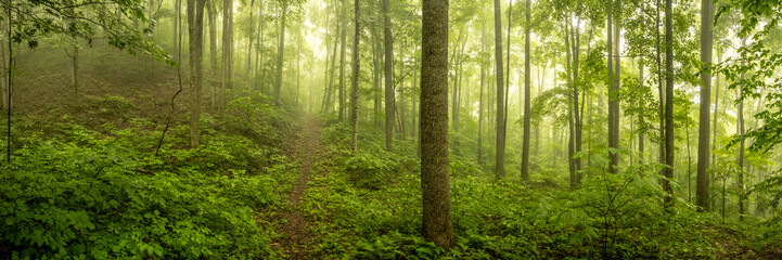 Fototapeta premium Panorama Of Narrow Trail Cutting Through Foggy Forest In New River Gorge