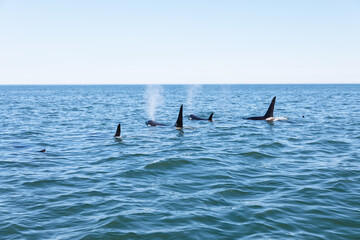 Naklejka premium Wild orcas surface and blow in calm open water, showing tall dorsal fins against a clear sky in Avacha Bay, Kamchatka Krai, Russia, marine wildlife scene