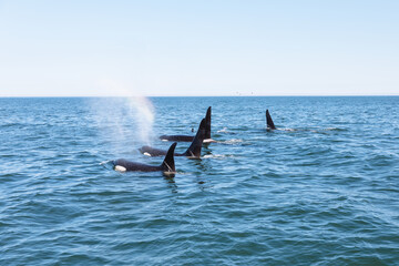 Pod of killer whales (orcas) surfacing and blowing in Avacha Bay, near Petropavlovsk-Kamchatsky, Kamchatka Krai, Russia, on a calm sunny day © TravelFlow
