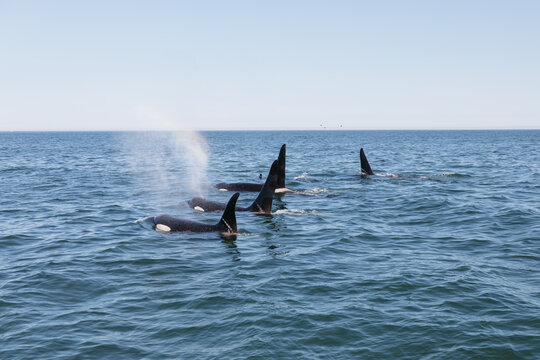 Pod of killer whales (orcas) swimming at the ocean surface with visible dorsal fins and blow spray in Avacha Bay, Kamchatka Krai, Russia, wildlife seascape