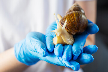 a close up shot shows a specialist wearing blue latex gloves holding a large achatina snail in their palms while the mollusk looks at camera in a bright laboratory environment © Lana Pietukhova