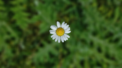 ​Top view of a single common daisy (Bellis perennis) blooming against a lush green blurred background. © Kenan Sonmez 