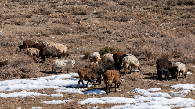 Mixed flock of sheep and goats grazing on a dry mountain pasture with patches of snow in Jety Oguz Gorge, Issyk-Kul Region, Kyrgyzstan on a sunny day