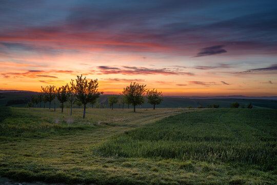 Stunning sunset over a fruit orchard in Moravian Tuscany. Silhouettes of trees against a vibrant orange and purple sky with green fields in the foreground. Peaceful South Moravian countryside.