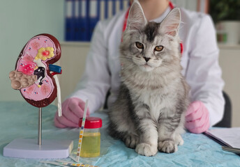Veterinary check-up for a cat with kidney model and urine sample in clinic concept