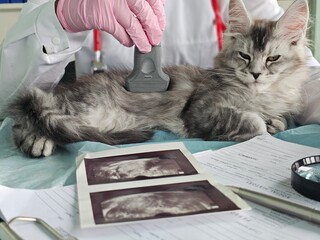 Cat receiving care at a veterinary clinic while a medical technician uses a scanner © Nadzeya
