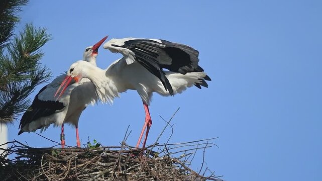 Pair of white storks (ciconia ciconia) building their nest in spring. Slow motion.