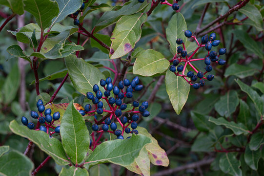 Bayas de Durillo , (Viburnum Tinus) venenosas, no comestibles