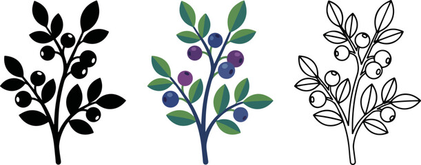Collection of three stylized blueberry plant illustrations showing silhouette color and outline versions © MSTSENOARA