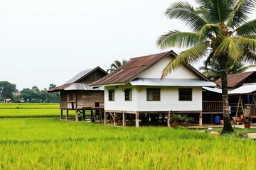 Fototapeta premium Traditional stilt houses stand by rich green rice fields in a rural Malaysian village. Palm trees sway gently beside the rustic Asian farm dwellings under an overcast sky.
