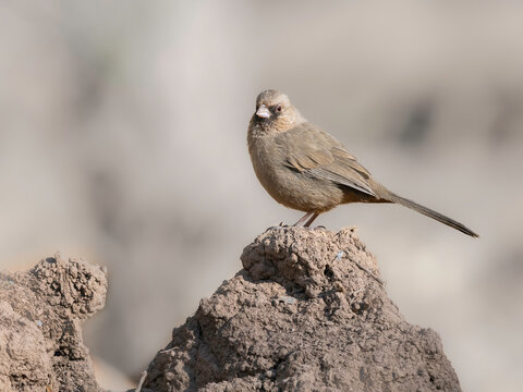 Abert's Towhee Perched on a Rock