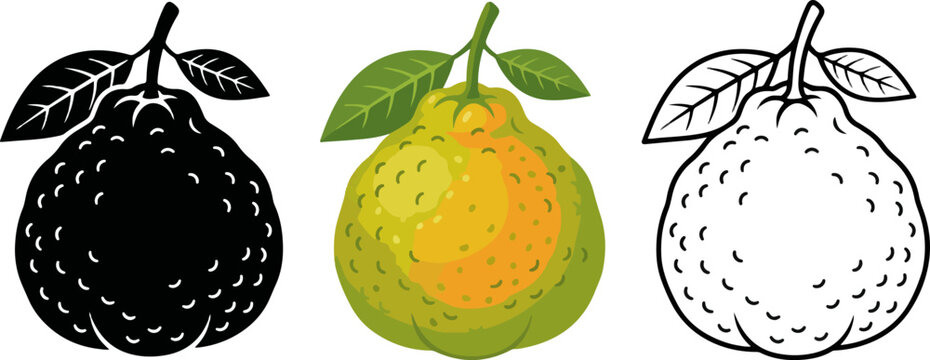 Three different styles of a pomelo fruit with green leaves isolated on transparent background