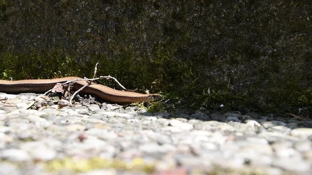 Close Up Slow Worm Lizard Crawling on Ground in Nature, 4K Wildlife Footage , Anguis fragilis,often called slow-worm, or blindworm