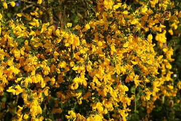 Obraz premium Close up yellow flowers of Cytisus scoparius (syn. Sarothamnus scoparius), common broom or Scotch broom. Family Fabaceae, Spring, Netherlands 