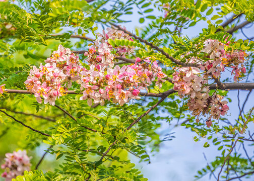 Java Cassia