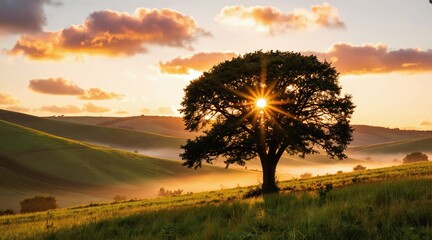 Fototapeta premium Golden sunrise beams through a lone tree on a misty green hill. Rolling landscape with warm light and soft clouds. Peaceful nature scene at dawn.