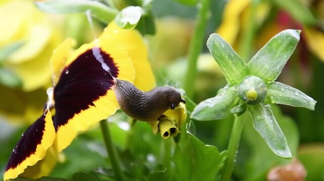 Unshelled Snail on garten pansies, slug feeding and destroing garden flowers, Crawling on Yellow Pansy Flower, Close Up Macro Garden Nature Video 4K