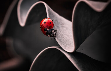ladybug on a blade of grass © DTR