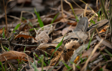 Obraz premium Large-tailed Nightjar (Caprimulgus macrurus) perfectly camouflaged on the forest floor among dry leaves.