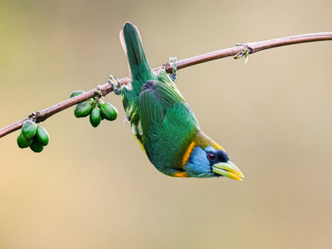 Colorful Red-headed Barbet Hanging Upside Down on Branch in Colombia