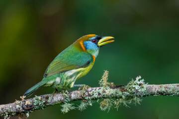 Fototapeta premium Colorful female Red-headed Barbet perched on mossy branch in Colombian forest