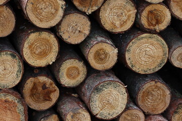 Stacked pine wood logs showing textured cross-sections and annual rings © Tom