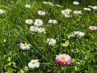 Bellis perennis daisy flowers in the lawn grass. © OLENA LIALINA