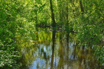 Fototapeta premium Peaceful forest pond with green trees and water reflections in spring sunlight, natural landscape scene