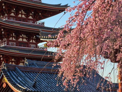 Beautiful Weeping Pink Cherry Blossoms with Traditional Red Japanese Pagoda in the Background