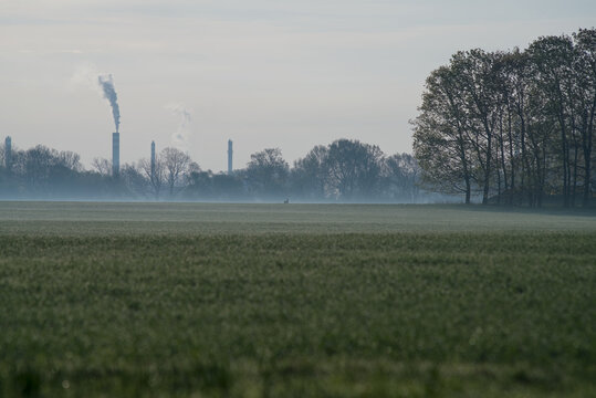 Row of Utility Poles Stretching into Thick Morning Mist Across a Green Field with a deer.Carl Zeiss Jena 200mm, Czech Republic ,Oder river, spring 2026.