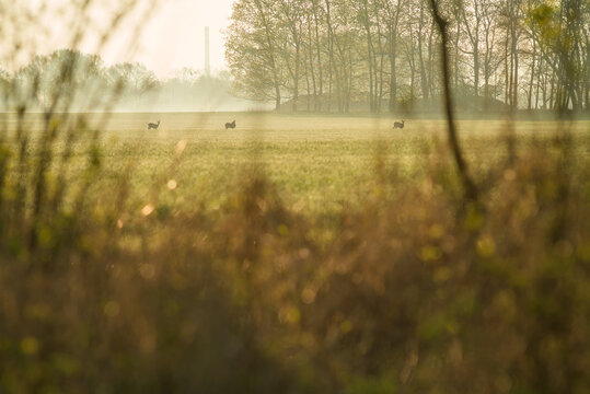 Wild Deer Grazing in a Misty Meadow at Dawn Viewed Through Forest Brush. Carl Zeiss Jena 200mm, Czech Republic ,Oder river, spring 2026.