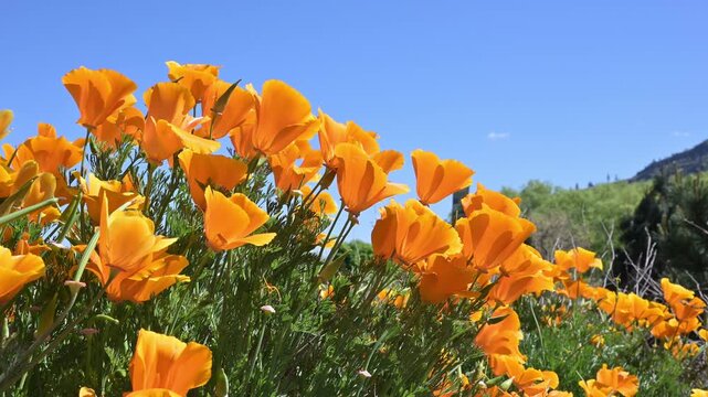 California Poppies in close-up with blue sky in springtime