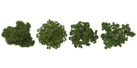Obraz premium Collection of Sorbus plants isolated on white background from the top view