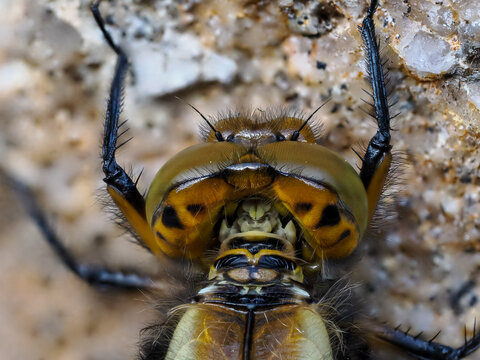 A Close-up of a Broad-bodied Chaser Emerging on a Wall.