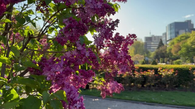 Tilt down shot of the sunrise and red-pink lilacs