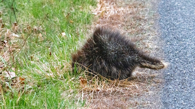 A North American Porcupine (Erethizon dorsatum) with prominent quills foraging in the grass near a gravel road, viewed from a rear defensive angle.
