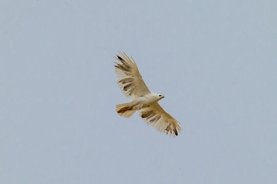 A stunning photograph of a rare leucistic Red-tailed Hawk (Buteo jamaicensis) showcasing its unique white and pale plumage while soaring through a clear sky. This leucistic morph displays 