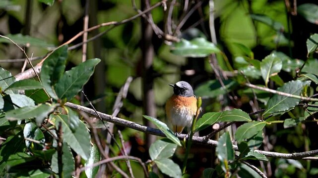 Redstart bird is standing on a branch