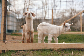 Fototapeta premium A curious goat and kid stand near a wooden frame on a farm, looking outward. A peaceful rural scene emphasizes companionship, outdoors, and simple animal life.