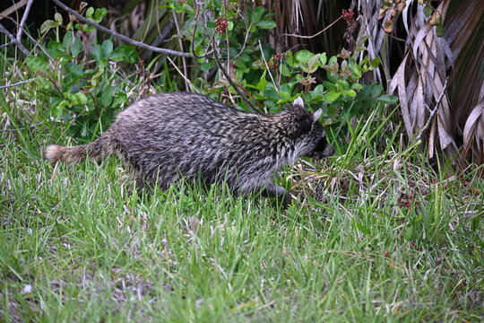 Florida raccoon in forest