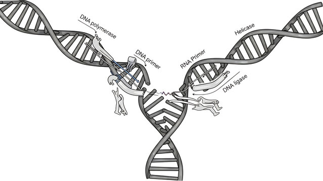 DNA replication process with enzymes and DNA strands labeled DNA replication DNA polymerase