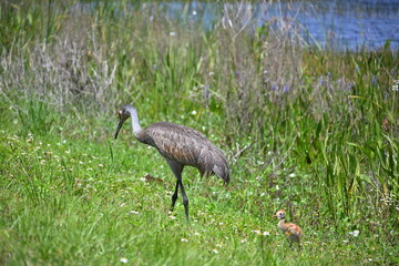 Fototapeta premium Florida sandhill cranes with baby, feeding