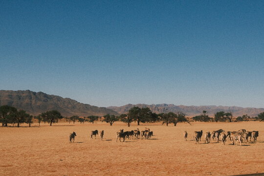 zebras in the desert
