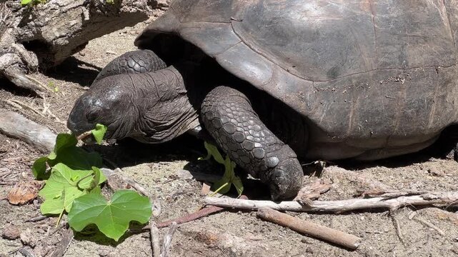 Close-up of a giant tortoise eating a green leaf in the Seychelles. Curieuse Island. Giant tortoises in the wild