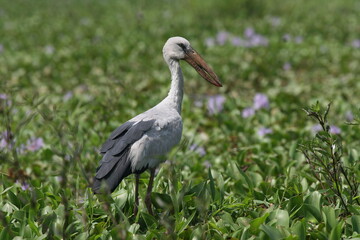 Fototapeta premium Indian openbill stork standing calmly in lush green water plants
